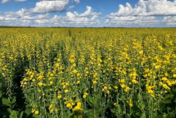 Atraso na safra 2025/26 eleva riscos no campo e impulsiona uso de plantas de cobertura