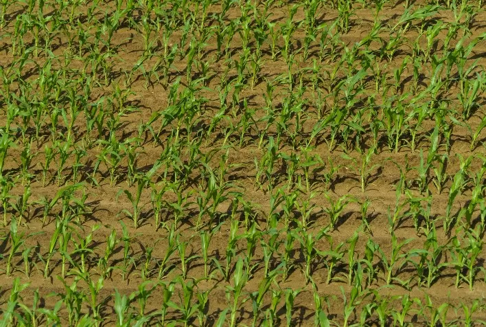 Plantio da safrinha se aproxima de 100% e inscrições para concurso de produtividade entram na reta final