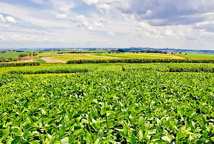 Nova cultivar de soja convencional alia alta produtividade e controle eficiente de plantas daninhas