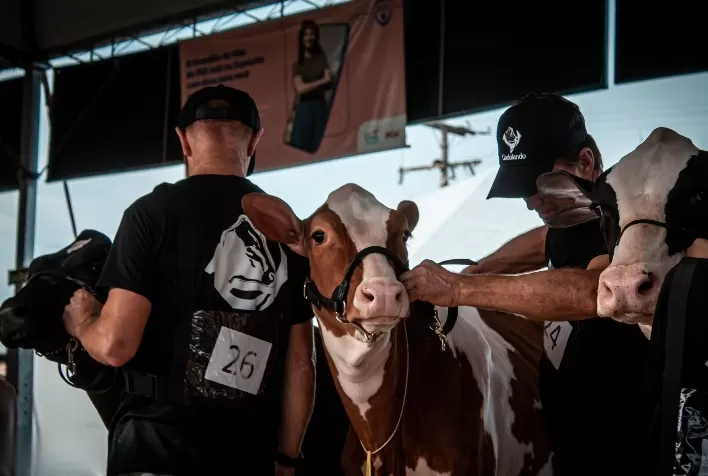 Inscrições para Fenasul Expoleite 2026 entram na reta final para criadores de gado Holandês