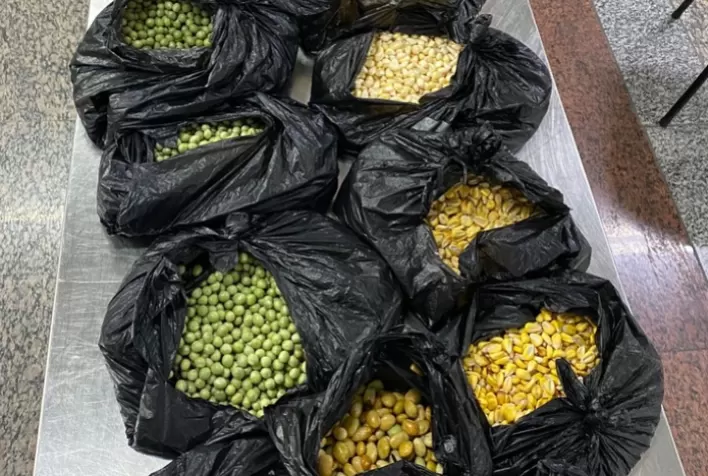 Vigiagro apreende mais de 3 toneladas de produtos irregulares em voos internacionais em Guarulhos