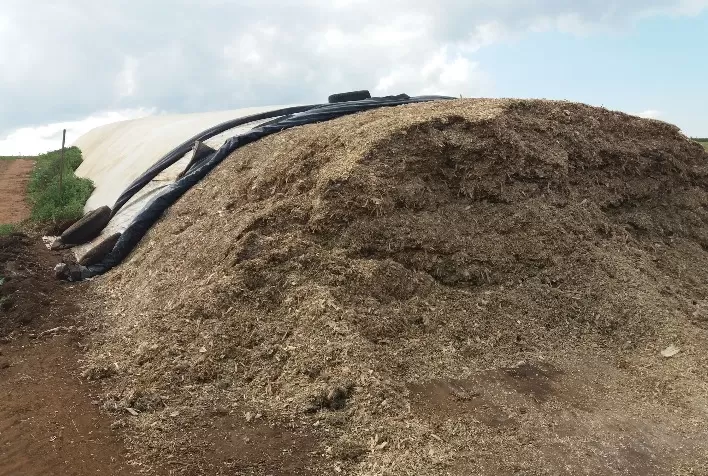 Volumosos garantem produtividade e ganho de peso do rebanho durante a seca