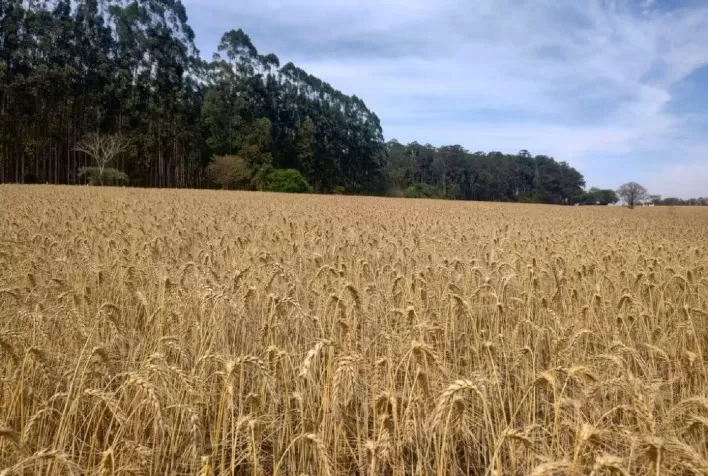 Cooperativa de Capão Bonito deve adotar tecnologia da APTA para cultivo sustentável de trigo em 2026