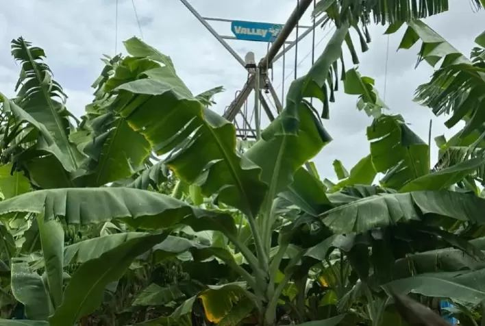Banana sob pivô central atinge 32 t/ha no Oeste baiano e supera médias estadual e nacional