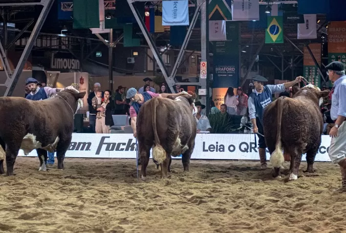 Exposição Nacional Hereford e Braford deve reunir mais de 1,2 mil animais em Esteio (RS)