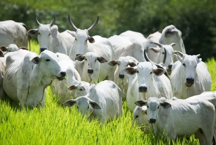 Declaração de Rebanho 2026 em Goiás começa em maio e será obrigatória para produtores rurais
