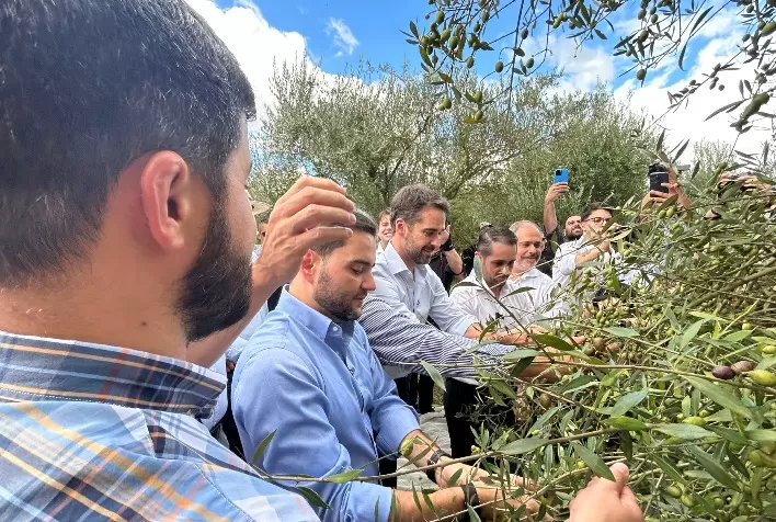 Produção de azeite de oliva no Brasil deve bater recorde e superar 1 milhão de litros