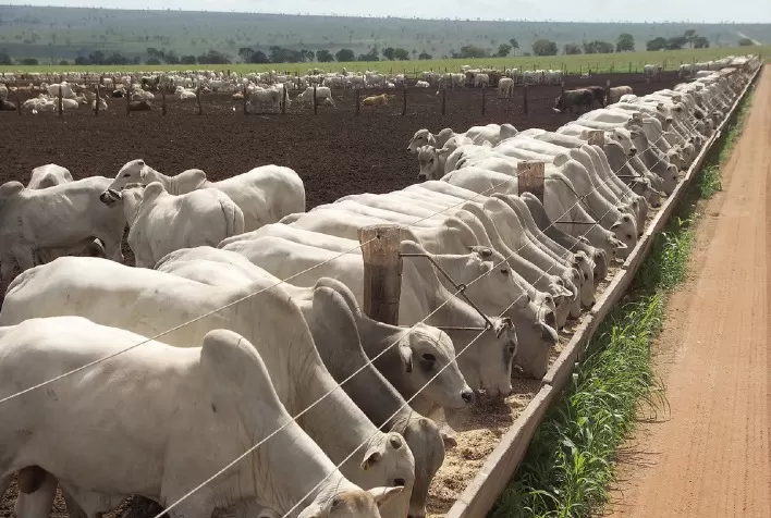 Sudeste supera Centro-Oeste em custo alimentar e confinamento registra lucro recorde em 2026