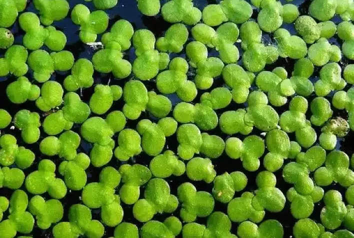 Lentilha-d’água ganha destaque na agricultura sustentável e pode revolucionar bioeconomia no Brasil