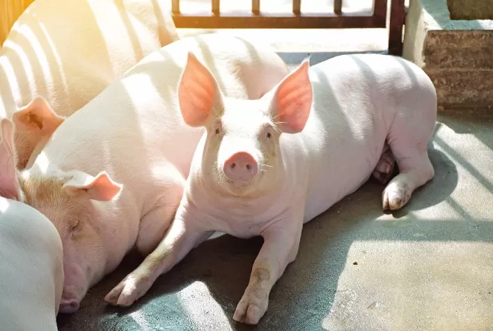 Proteases na nutrição de suínos melhoram digestão, saúde intestinal e reduzem custos de produção