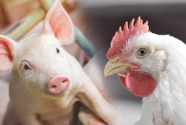 ABPA divulga Relatório Anual 2026 e confirma liderança global do Brasil em carnes de frango e suína