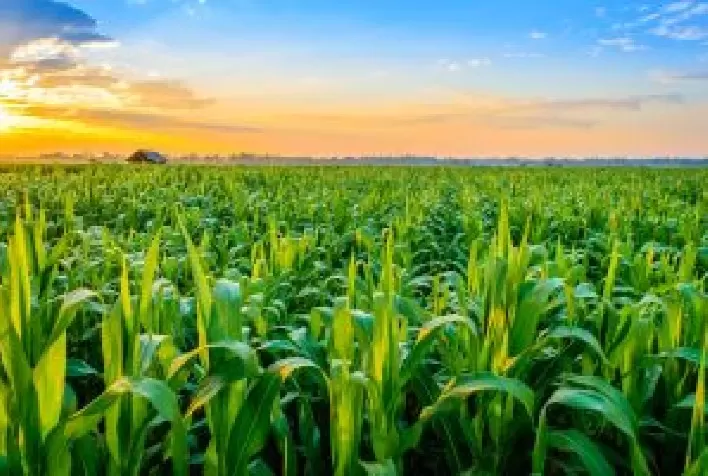 Redução da nutrição no final do ciclo do milho safrinha pode comprometer produtividade, alerta especialista