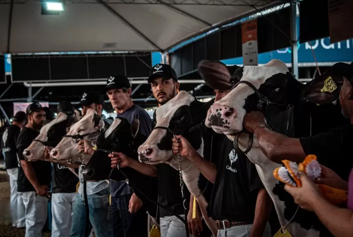 Fenasul Expoleite 2026 destaca raça holandesa com programação técnica em Esteio e entrada gratuita