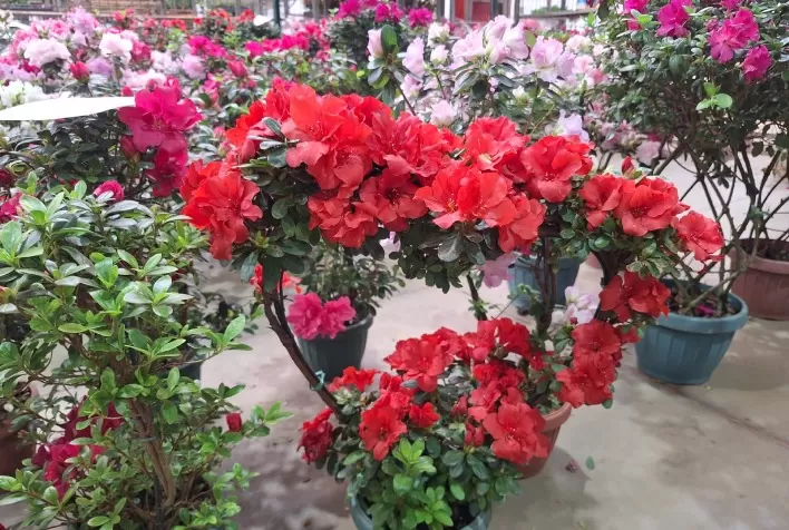 Ceaflor reforça operação logística e projeta alta de mais de 70% nas vendas de flores para o Dia das Mães