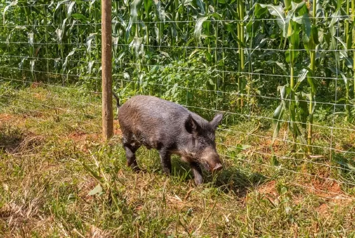 Ataques de javaporcos na safrinha do milho aumentam risco de perdas de até 40% nas lavouras brasileiras
