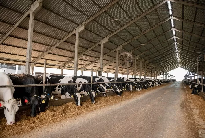 RAR Agro & Indústria lidera produção de leite no RS e entra no top 15 do Brasil, aponta MilkPoint