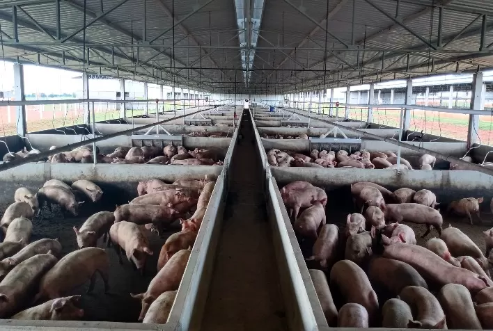 Suinocultura brasileira deve crescer 10% e alcançar 53 milhões de cabeças até 2030