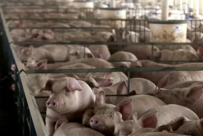 Preço do suíno vivo despenca mais de 30% em 2026 e atinge pior desempenho da série histórica do Cepea