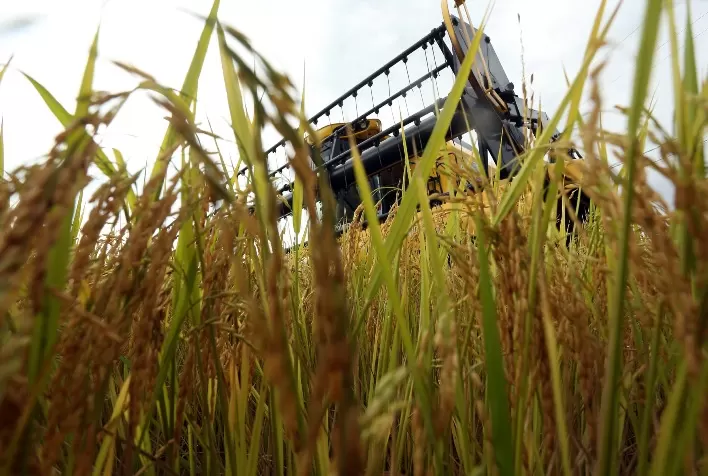 Colheita de arroz no RS supera 93% e entra na fase final da safra 2025/26