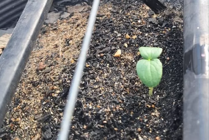 Semi-hidroponia avança no Brasil e transforma produção agrícola em solos degradados