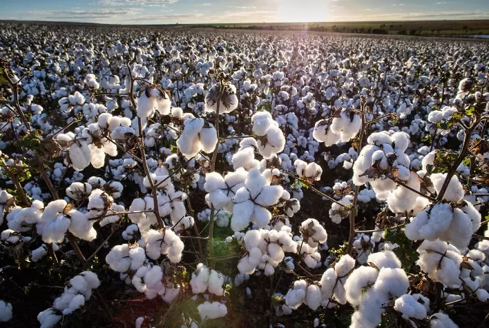 Nutrição das maçãs do algodão é decisiva para alta produtividade na safra 2025/26