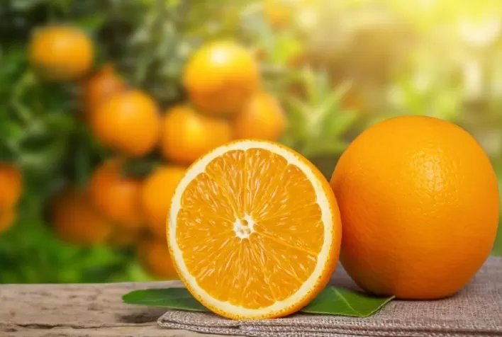 Preço da laranja despenca mais de 56% e acende alerta no setor citrícola, aponta Cepea