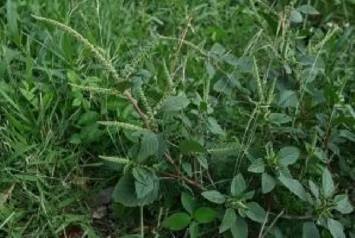 Unesp desenvolve nova abordagem para nanoherbicidas mais eficientes e sustentáveis no controle de plantas daninhas