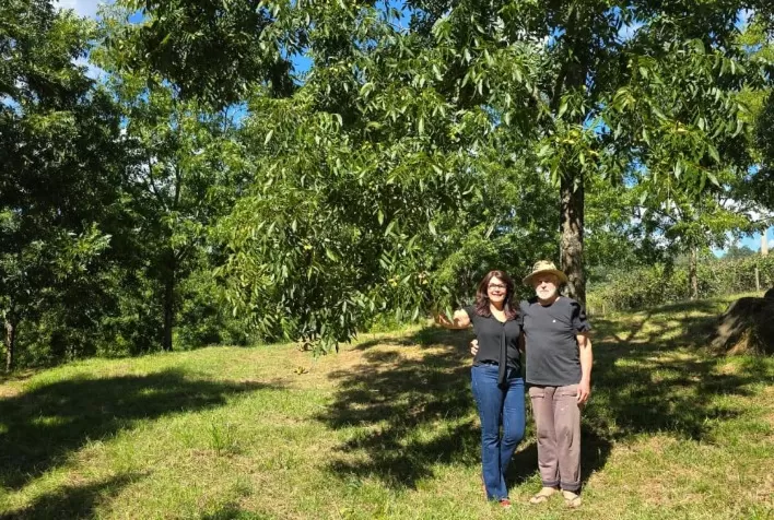 Irrigação impulsiona produtividade da noz-pecã no RS e reduz perdas no campo