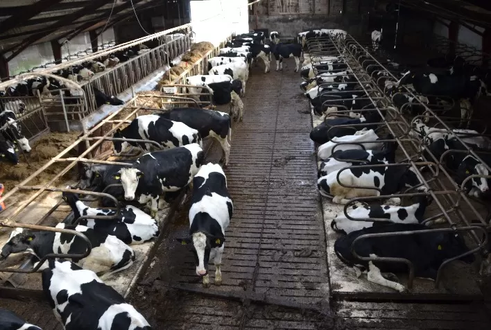 Custo de produção do leite sobe no Paraná com alta do milho e farelo de soja, aponta Deral