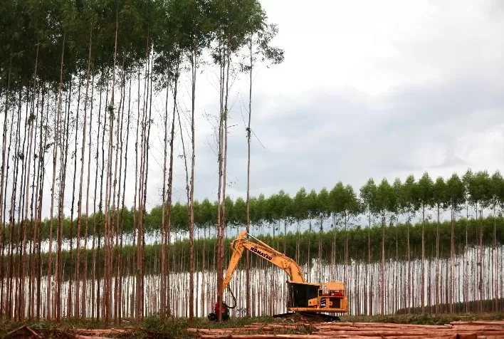 MS Florestal inicia colheita em Mato Grosso do Sul e reforça protagonismo do estado na silvicultura brasileira