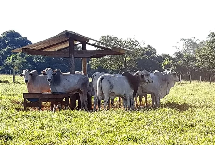 Preço do boi gordo recua em São Paulo com aumento da oferta e pressão no atacado