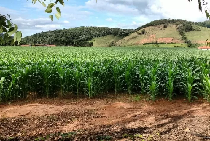 Milho em Mato Grosso: área é mantida em 7,39 milhões de hectares e produção da safra 2025/26 deve superar 52 milhões de toneladas