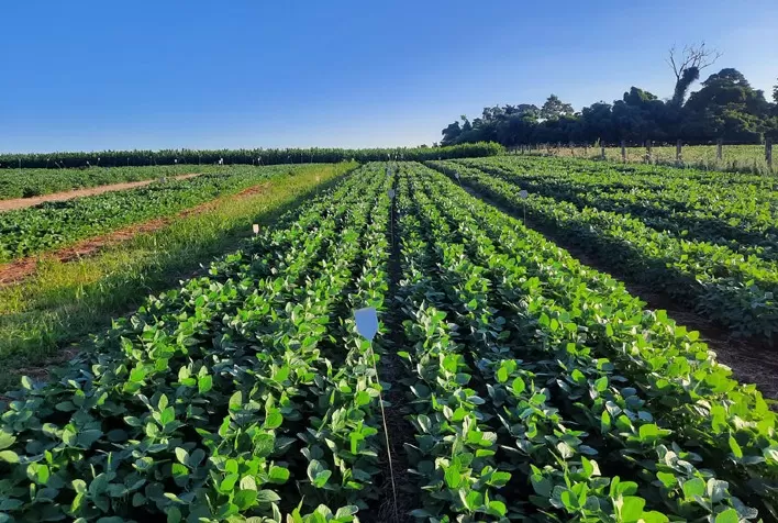 Estruvita ganha espaço como alternativa nacional aos fertilizantes fosfatados e pode reduzir dependência externa