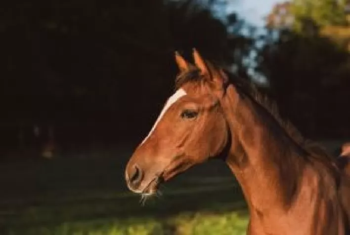 Planejamento sanitário na equinocultura garante desempenho, saúde e longevidade dos cavalos no Brasil