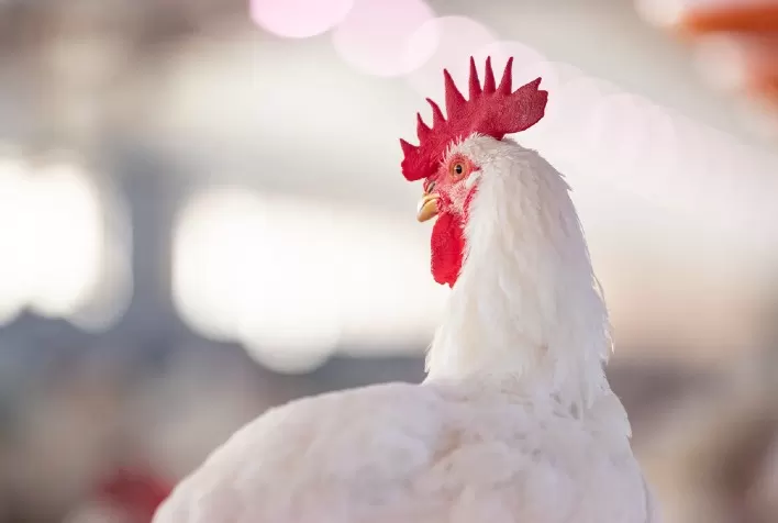 Dia Mundial do Frango destaca protagonismo global da proteína e reforça importância da sanidade na avicultura