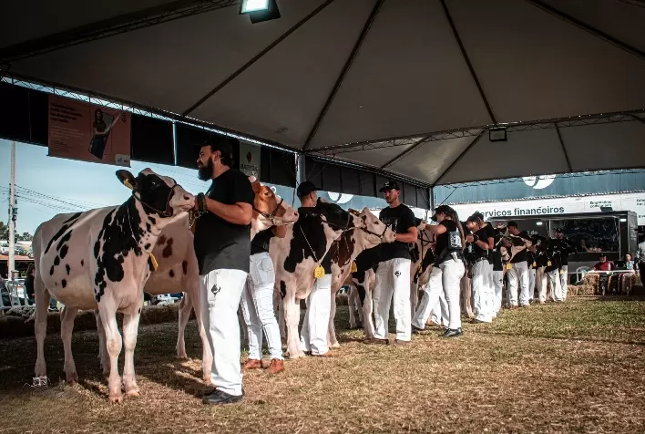 Raça Holandesa leva 125 animais à Fenasul Expoleite 2026 em Esteio (RS)