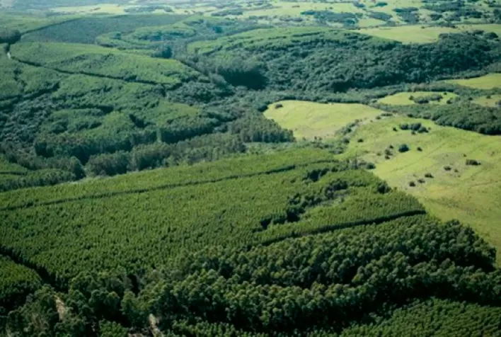 Brasil reduz perdas florestais em 42% em 2025 e lidera queda global, aponta Global Forest Watch