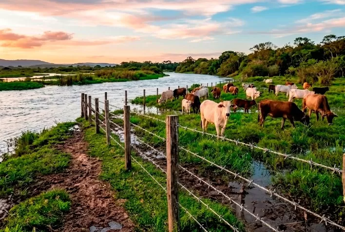 Pecuária em áreas alagadiças exige cercamento adequado para evitar perdas e garantir produtividade