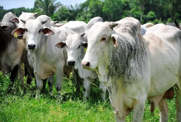 Minerva Foods e Rumin8 comprovam redução de até 50% nas emissões de metano em gado Nelore no Brasil