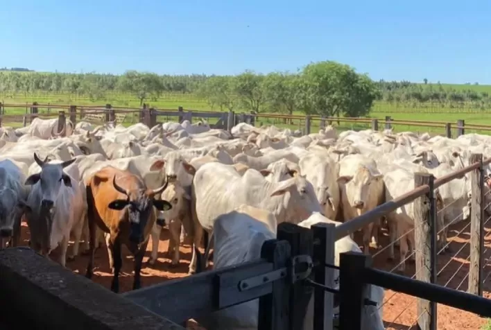 Justiça suspende cobrança de dívida rural e garante fôlego financeiro a pecuarista no Paraná