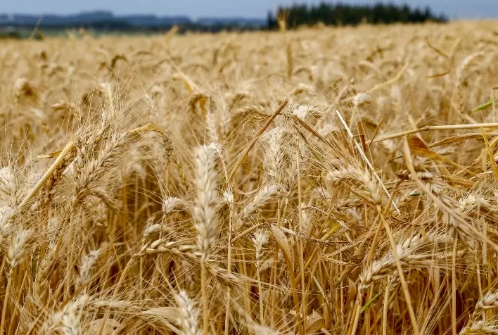Clima favorece trigo, milho e culturas de inverno no Paraná, aponta Deral