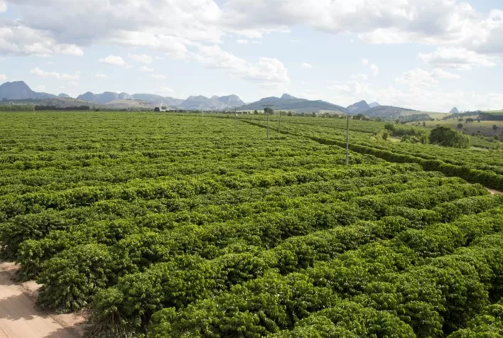 Colheita do café conilon exige atenção à maturação dos frutos e manejo da lavoura no Espírito Santo