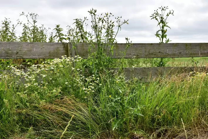 Bioherbicida natural avança no agro e nanotecnologia pode revolucionar controle de plantas daninhas