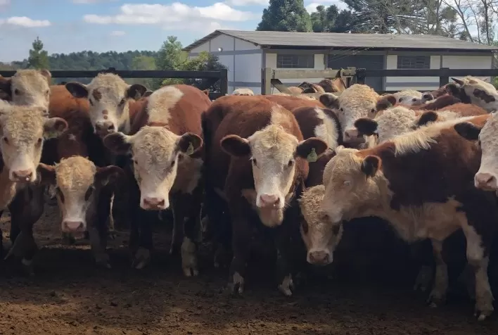 Certificação de cruzamentos Hereford e Braford cresce 80% e impulsiona valorização da pecuária brasileira