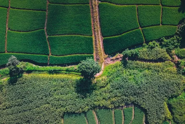 Crédito rural e Prodes: falsos-positivos preocupam produtores e acendem alerta no agronegócio