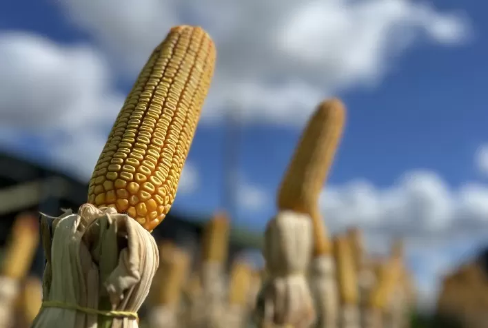 Milho safrinha 2025/26 terá aumento de área, mas produção deve cair quase 10% no Brasil