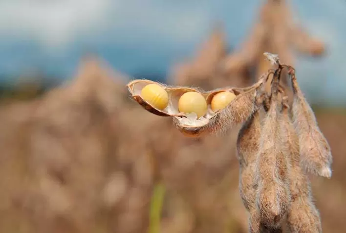 Soja perde força no mercado brasileiro com pressão nos preços e expectativa pelo relatório do USDA