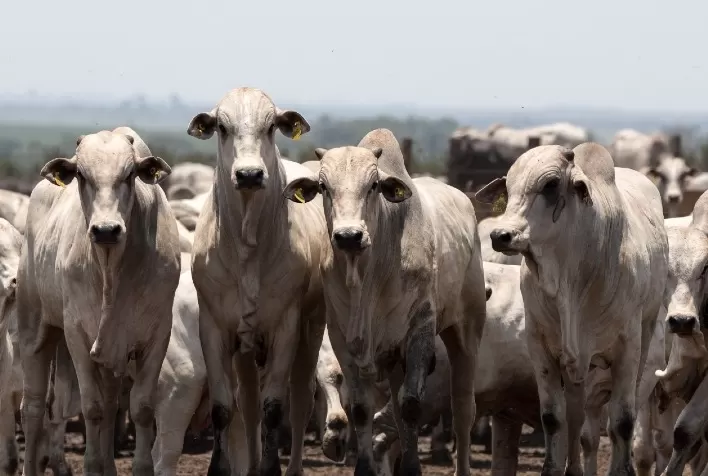 Preço do boi gordo perde força antes do Dia das Mães e mercado aponta acomodação da arroba
