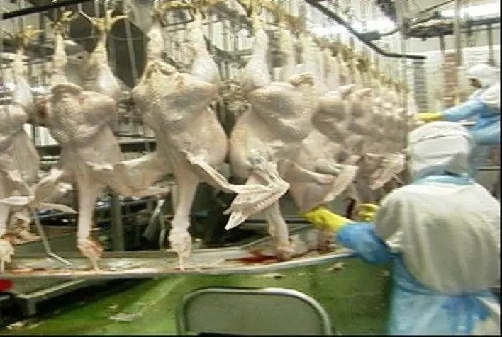 Exportações de carne de peru do Paraná disparam 34% e atingem recorde histórico no primeiro trimestre