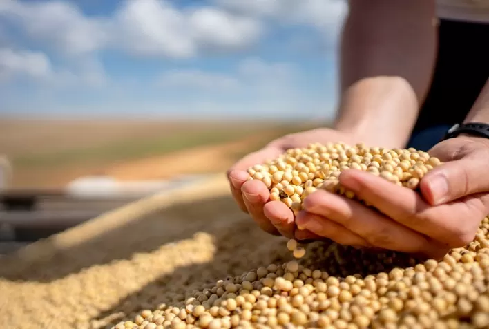 Produtores seguram vendas de soja em Mato Grosso diante da queda nos preços, aponta Imea